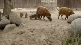These Red River Hog Piglets Are Exploring Together and It’s Adorable