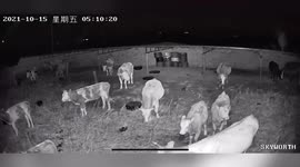 Cattle herd awoken by 4.7-magnitude earthquake in northern China