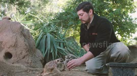 Target Training for These Amazing Meerkats Is Something You Need to See!