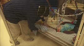 A Newborn Silverleaf Langer Needs Six Bottle Feedings A Day