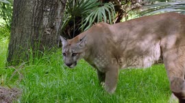 A Unique Sibling Rivalry Between Two Critically-Endangered Panther Sisters