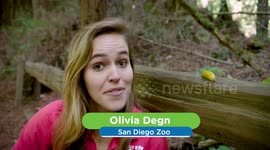 Gross! An Up-Close Look at the Secret World of Banana Slugs