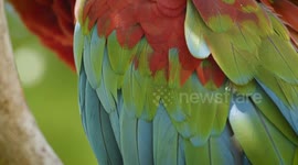 The Plight of Macaws in the Wild
