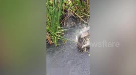 Two monitor lizards wrestle over mating rights