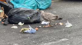 A seagull takes advantage on Brighton rubbish collection strike to feed on leftovers