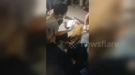 A SUMATRA TIGER WAS FOUND DEAD entangled/ ON THE BEDGE OF A CANAL, A LIMITED PRODUCTION FOREST AREA, IN TANJUNG LEBAN VILLAGE, BUKIT BATU DISTRICT, BENGKALIS REGENCY, RIAU PROVINCE, SUMATRA- INDONESIA, IN THE DAY, SUNDAY 2021, SUNDAY 07.00 WEST INDONWSIA 