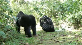 gorila silverback golpenadose en el pecho