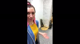 Raccoons are funny jumping against the wall