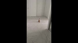 How a meerkat escorts its owner to work from home