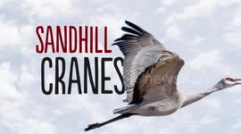 Take a Look at This Amazing Sandhill Cranes