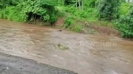 Brave man rescues drowning cow in Philippines
