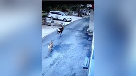 Wild sika deer spotted for the first time in decades in eastern Chinese city