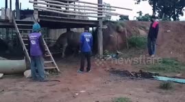 Buffalo rescued after getting tire stuck around its waist