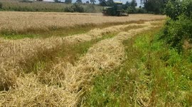 WHEAT HARVESTING IN ITEN, KENYA.