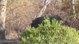 hipopotamos peleando netre la amleza en zambia