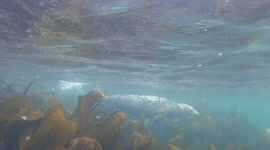 Photographer captures hilarious images of seals that look like they're laughing, waving and FACE-PALMING