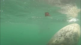 Photographer captures hilarious images of seals that look like they're laughing, waving and FACE-PALMING