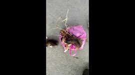 Garbage workers rescue adorable puppies from trash compactor in Russia