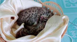 Endangered fishing cats found abandoned under durian tree in Southern Thailand