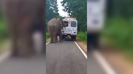 Elephant ambushes truck amid street in eastern India