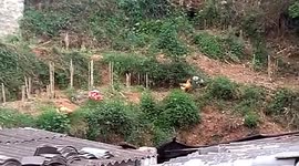 野鸡求偶家鸡 母鸡高傲不理被霸道拦下