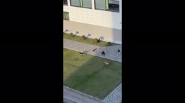 A flock of stray dogs settled on the territory of the school and kindergarten