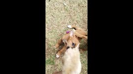 My little Trio going mad over new noisy toy!