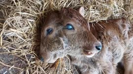 South Indian villagers beleive bicephalic calf as God and worship the cow and the calf