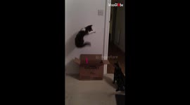 Pet owner pulls prank on their cat by luring feline into box with a laser
