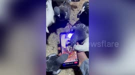 Pigeons peck at phone as owner plays video of bird feed