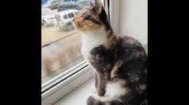 Cute cat chatter, Leningrad region, Russia