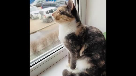 Cute cat chatter, Leningrad region, Russia - Buy, Sell or Upload