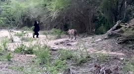 Baloo vs Bagheera! Wild leopard and bear come face-to-face in rare stand-off in Sri Lanka