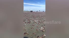 Residents collect snails washed onto beach in China by Typhoon Kompasu