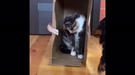 Funny video: cat and dog can't share a box, Leningrad region, Russia