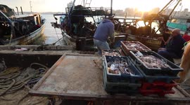 Palestinian fishermen sell fish at Gaza City's main port