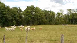 A herd of fourteen blonde cows in a field fenced by a barbed wire fence.