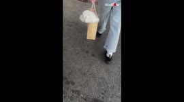 Paper or plastic? Cute Maltese dog get carried in grocery bag