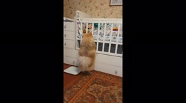 A pomeranian looks at a baby in a crib, Mogilev, Belarus