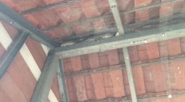 Python caught hiding in roof after swallowing rooster