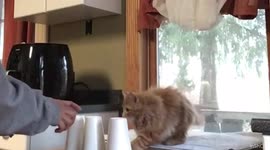 My smart fluffy cat part 2