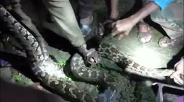 Python that was washed away by the floods entered a house and was later rescued in South India
