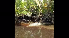 Saltwater Crocodile Basking in the River (Bornean Saltwater Crocodile)