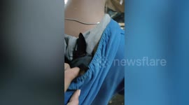 Shy pet dog hides in owner's jacket hood in the Philippines