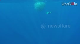 'Underwater footage gives a glimpse of yearly Sardine run (October 2020) in Magdalena Bay'