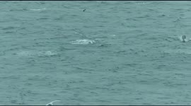 ''World's most expensive fish'' worth MILLIONS spotted in St Ives, UK