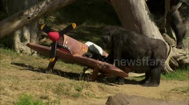 Happy San Diego Zoo gorillas enjoy a fun-filled birthday party
