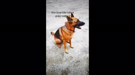 German shepherd whines in excitement to start her walk