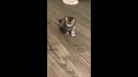 This tiny kitten has the most adorable yet angry expression