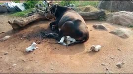 Cow becomes foster mother for seven orphaned pups in southern India
